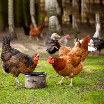 How Custom Egg Stamps are Changing the Game