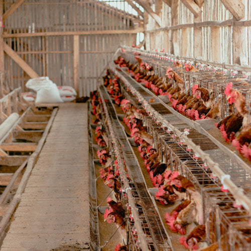 The Power of Custom Stamps for Farm Fresh Branding