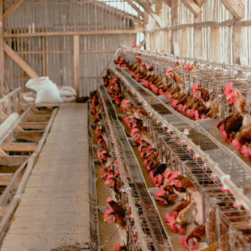The Power of Custom Stamps for Farm Fresh Branding