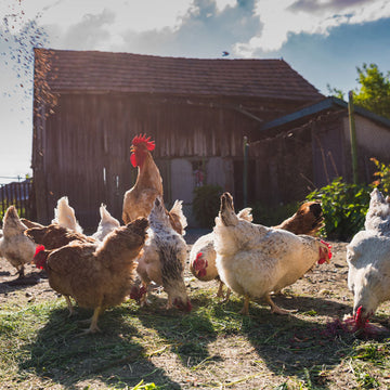 The Benefits of Custom Egg Stamps for Home and Business